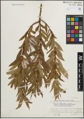 Foto von Salix triandra L.